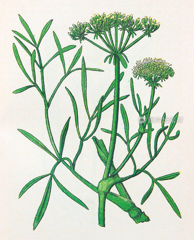 古董植物学插图:Samphire, Crithmum maritimum